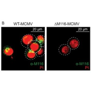 Anti-m116 (MCMV) antibody - clone M116.02